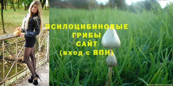 шишки Верея